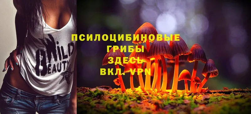 цены наркотик  Козловка  hydra маркетплейс  Псилоцибиновые грибы Cubensis 